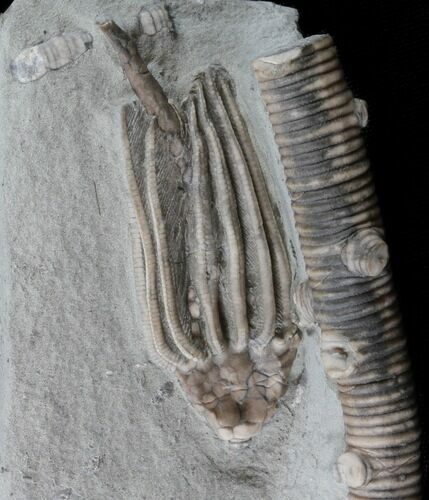 Macrocrinus Crinoid - Indiana #35669